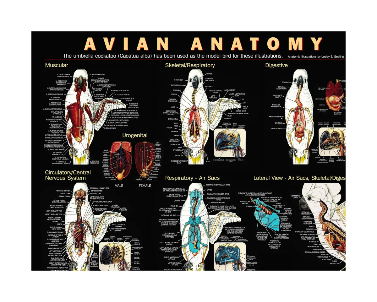 Avian Anatomy Poster