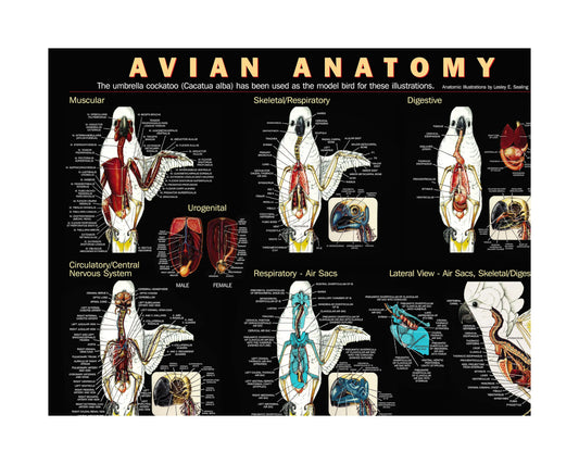 Avian Anatomy Poster