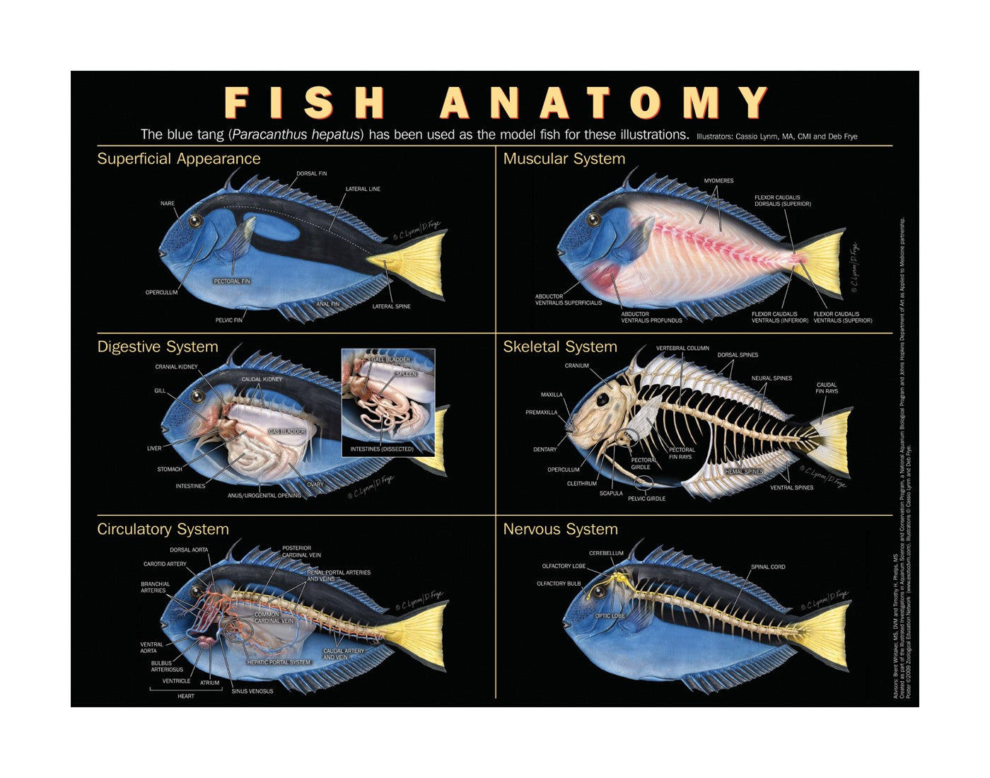 Fish Anatomy Poster