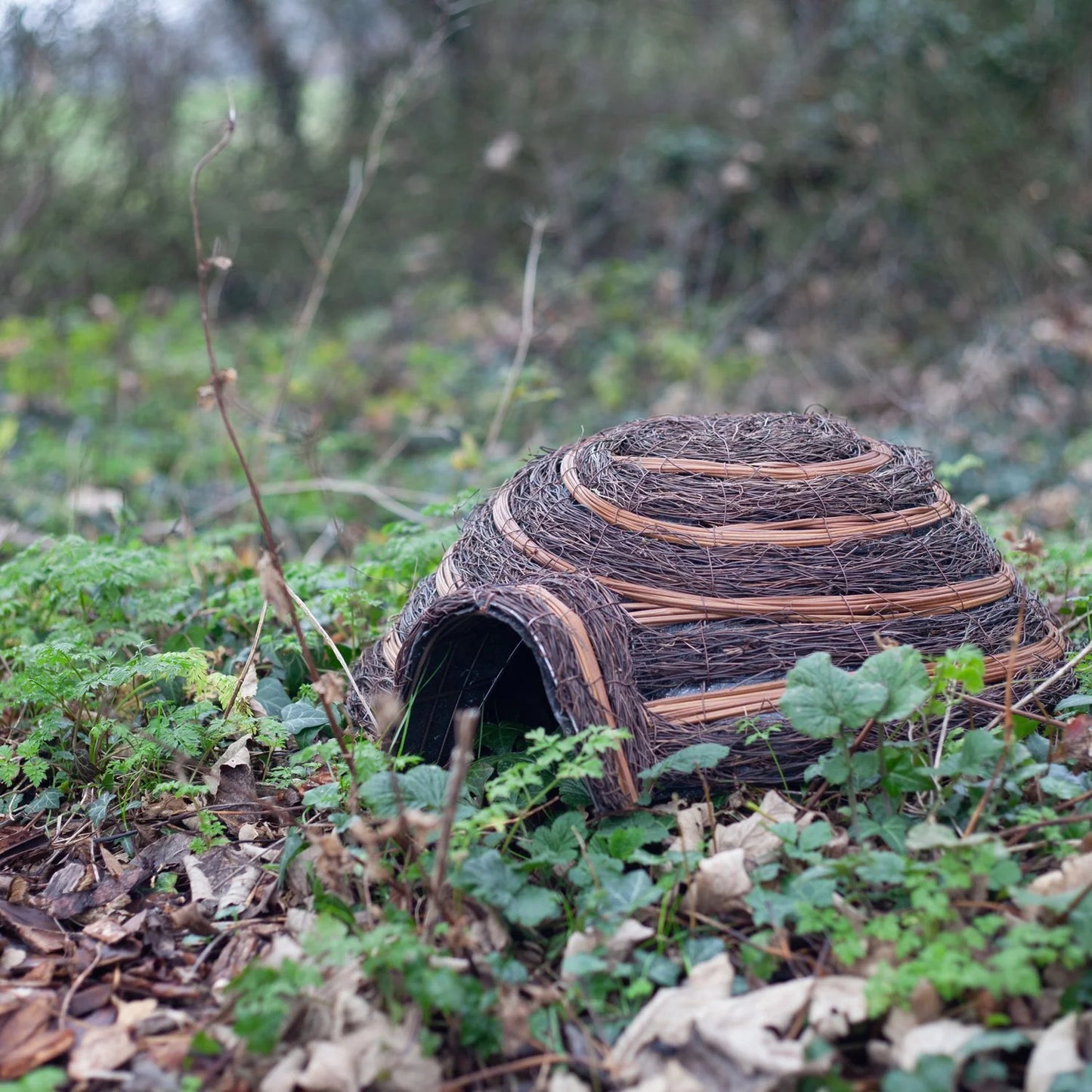 Igloo Hedgehog Home