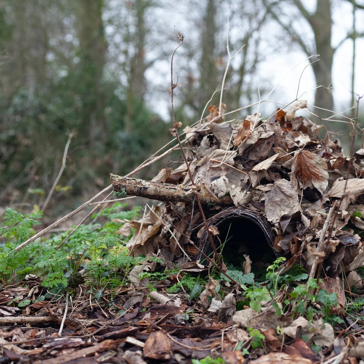 Igloo Hedgehog Home