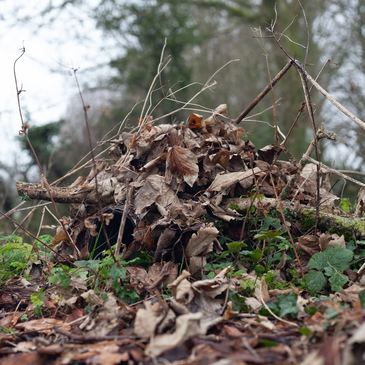 Igloo Hedgehog Home