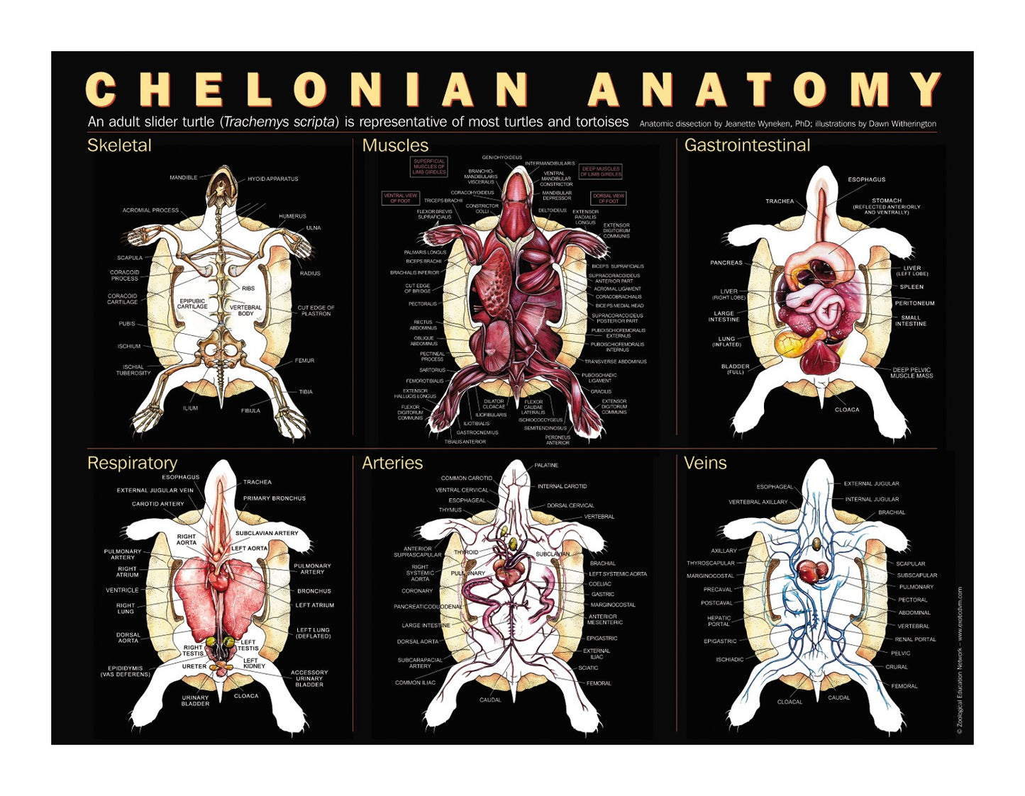 Chelonian Anatomy Poster