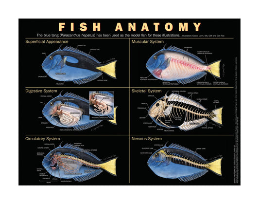 Fish Anatomy Poster