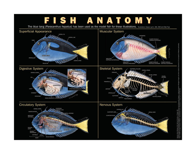 Fish Anatomy Poster – Meadow's Animal Healthcare