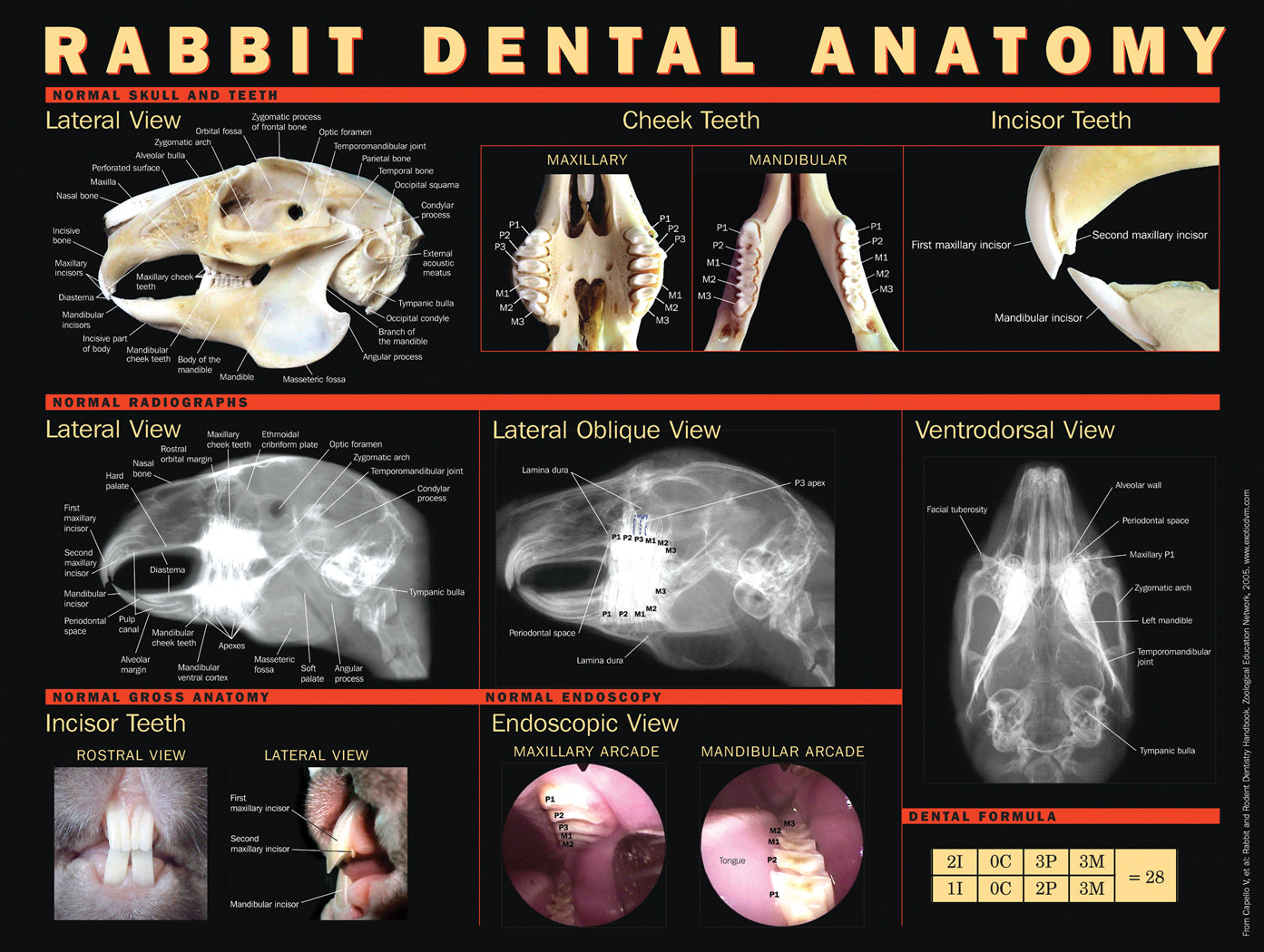 Rabbit Dental Anatomy Poster