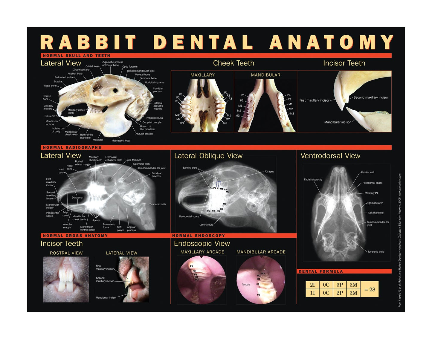 Rabbit Dental Anatomy Poster (laminated)