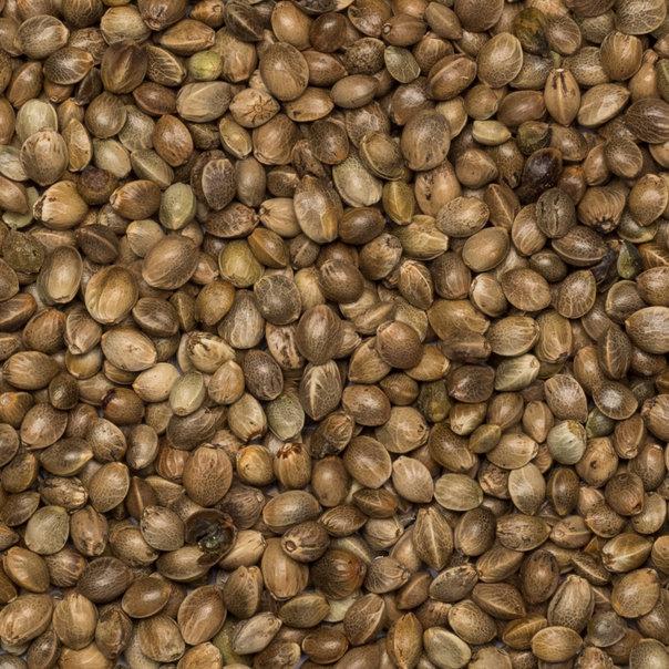 A close up picture of the organic hemp seed